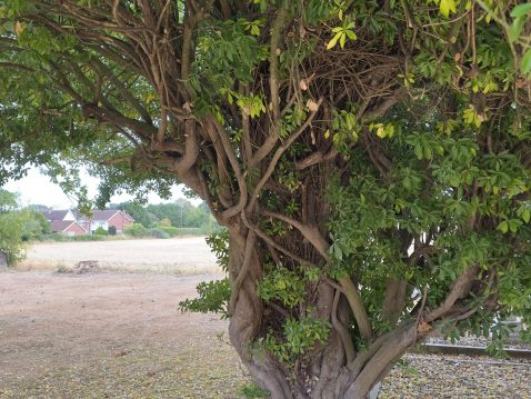 Frinton on sea tree image