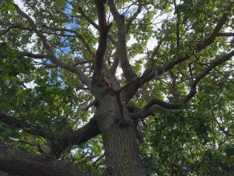 Frinton on Sea Tendring Local Tree